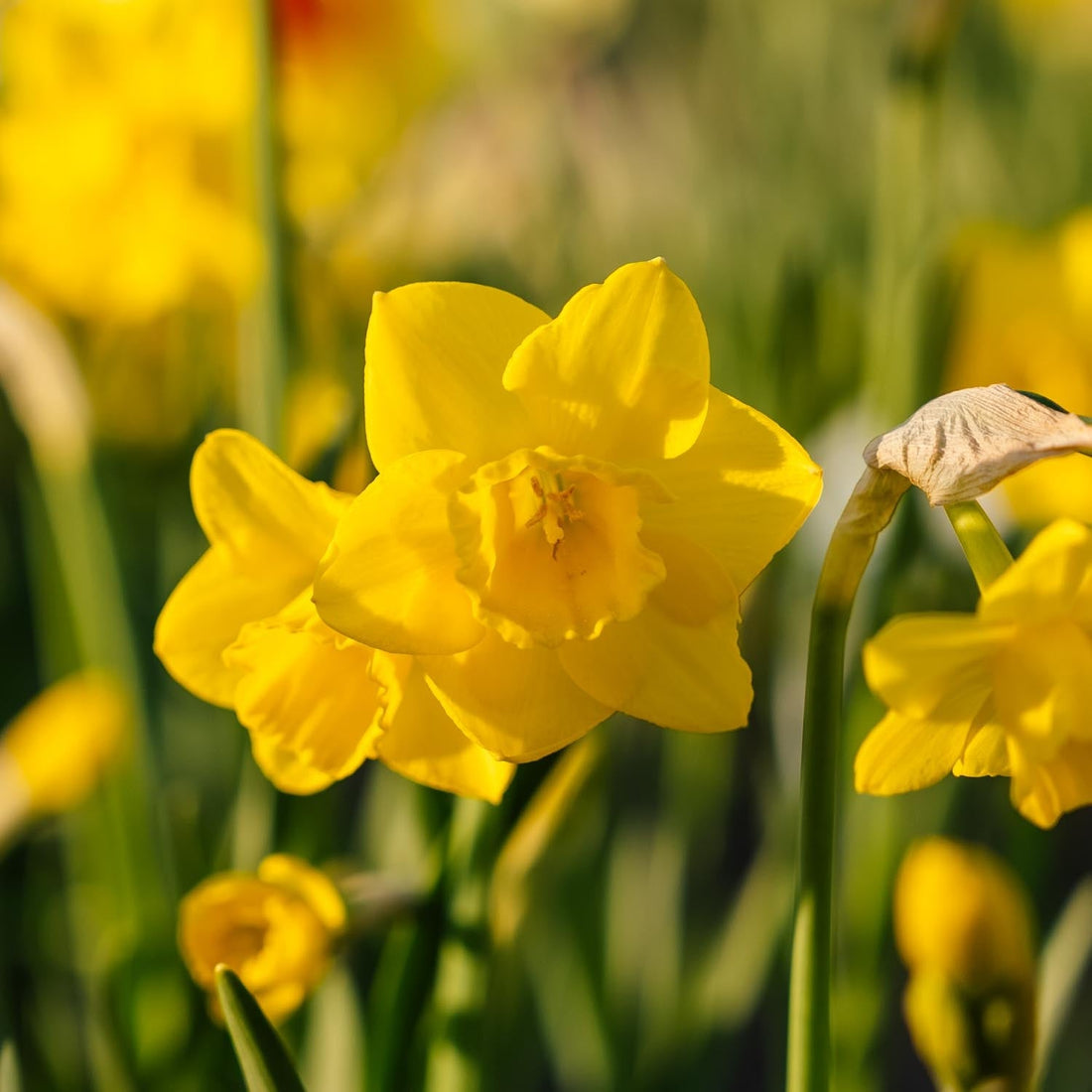 Jonquille, Narcissus 'Quail'