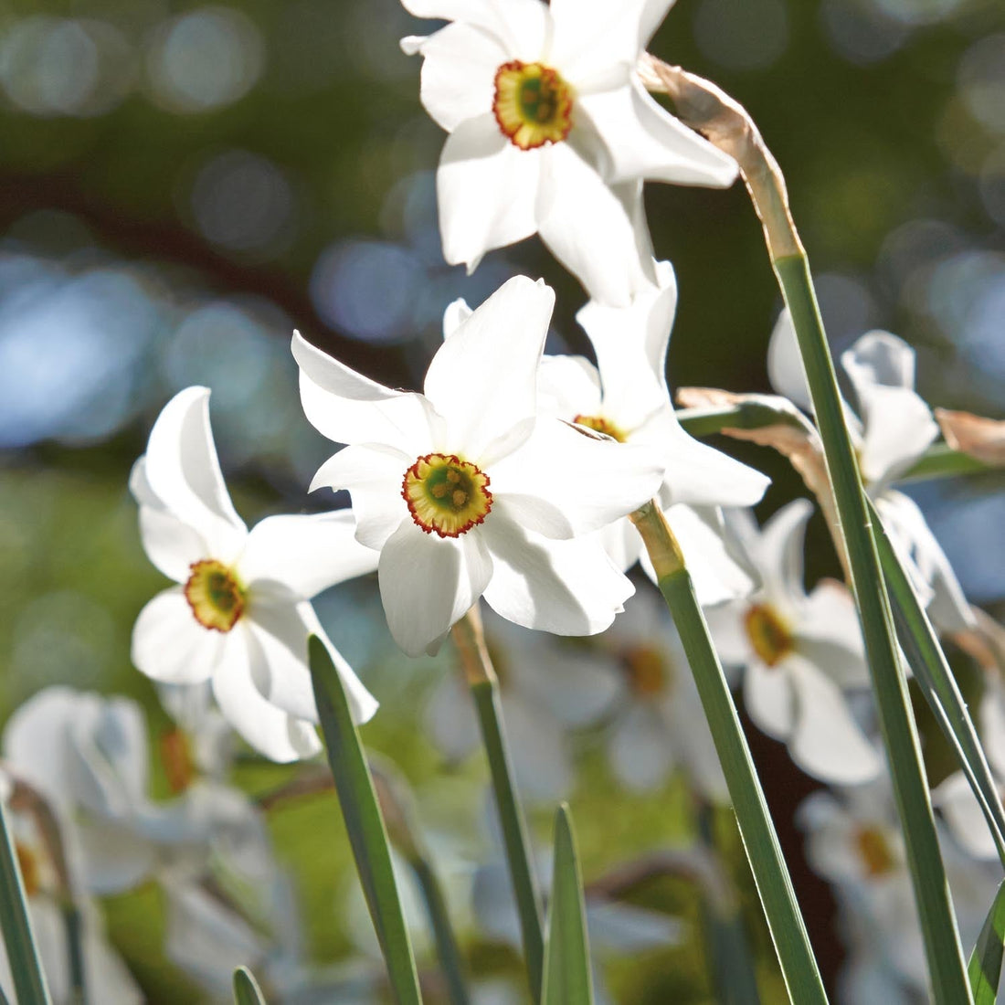 Jonquille, Narcissus 'Recurvus'