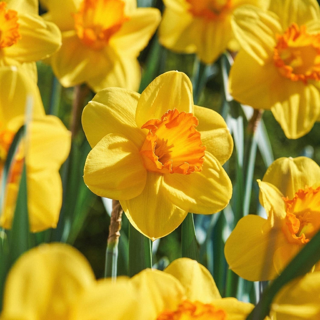 Jonquille, Narcissus 'Red Devon'