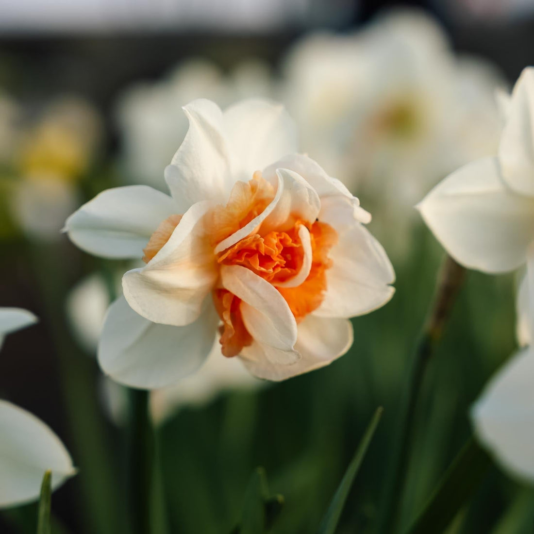 Jonquille, Narcissus 'Replete'