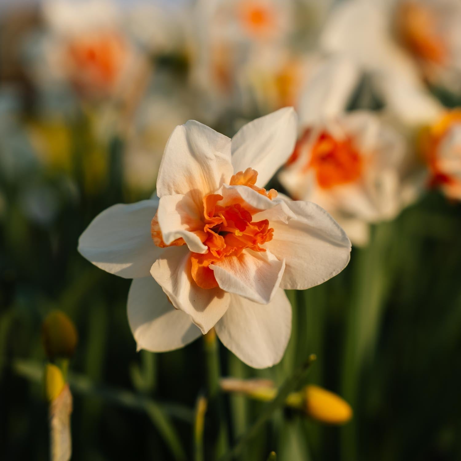 Jonquille, Narcissus 'Replete'