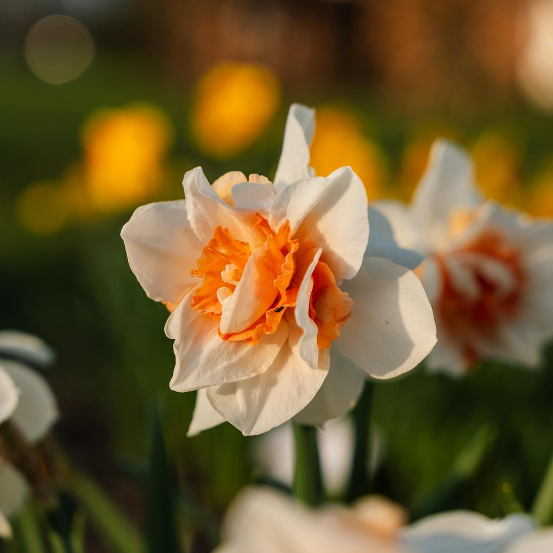 Jonquille, Narcissus 'Replete'
