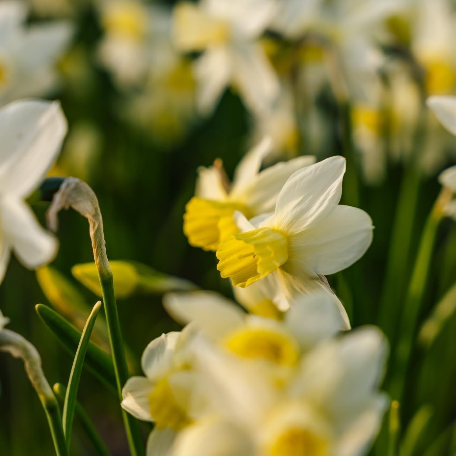 Jonquille, Narcissus 'Sail Boat'