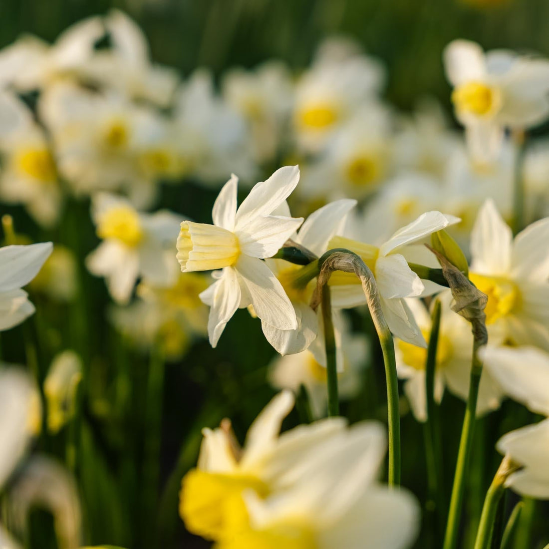 Jonquille, Narcissus 'Sail Boat'