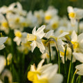 Jonquille, Narcissus 'Sail Boat'