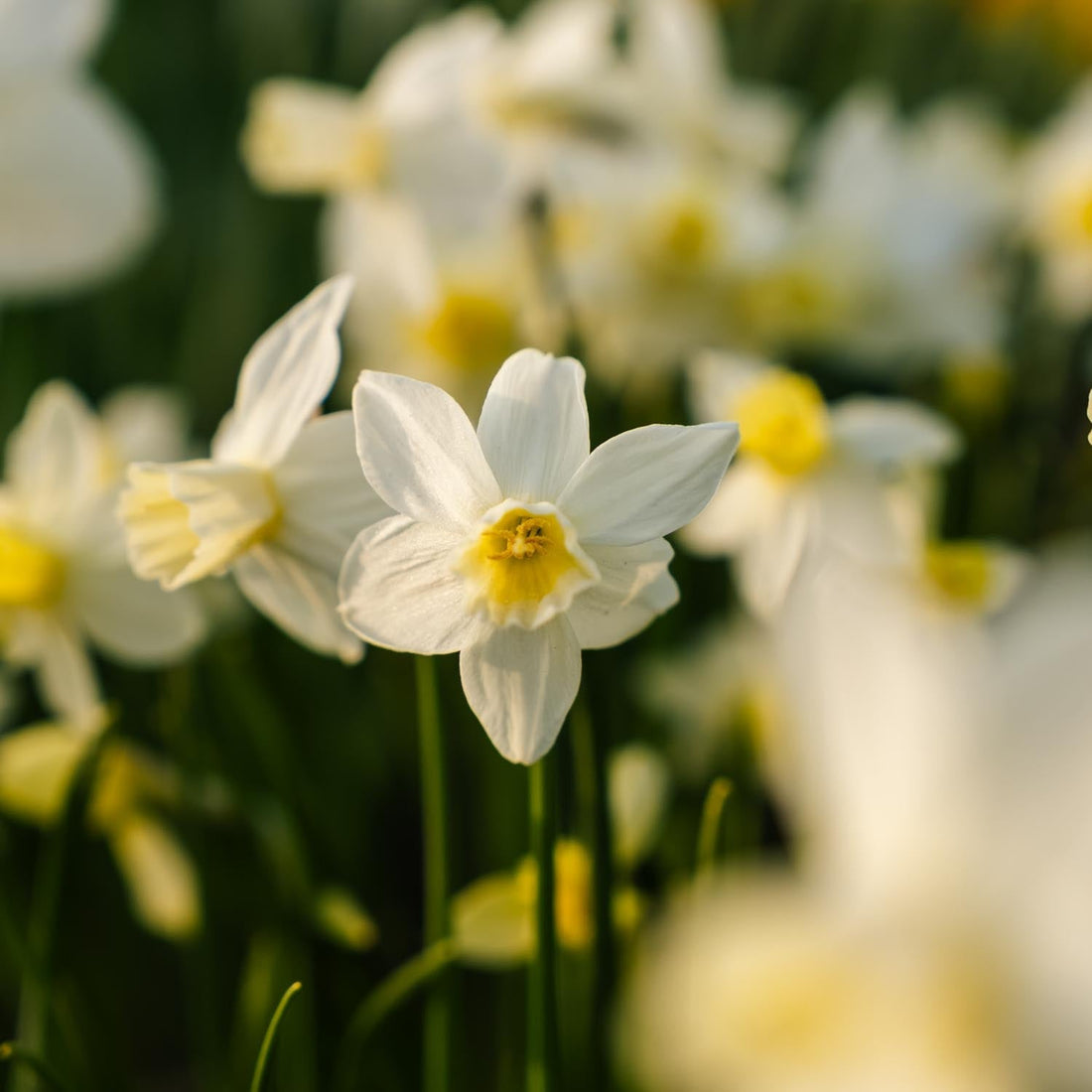 Jonquille, Narcissus 'Sail Boat'