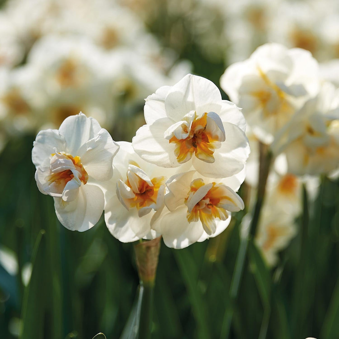 Jonquille, Narcissus 'Sir Winston Churchill'