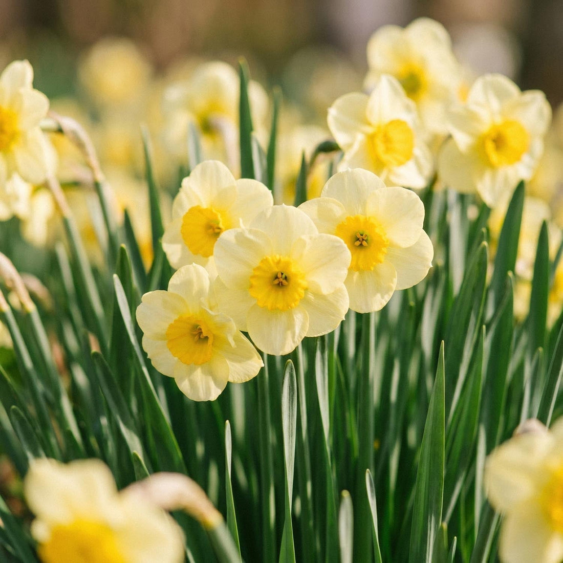Jonquille, Narcissus 'Sun Disc'