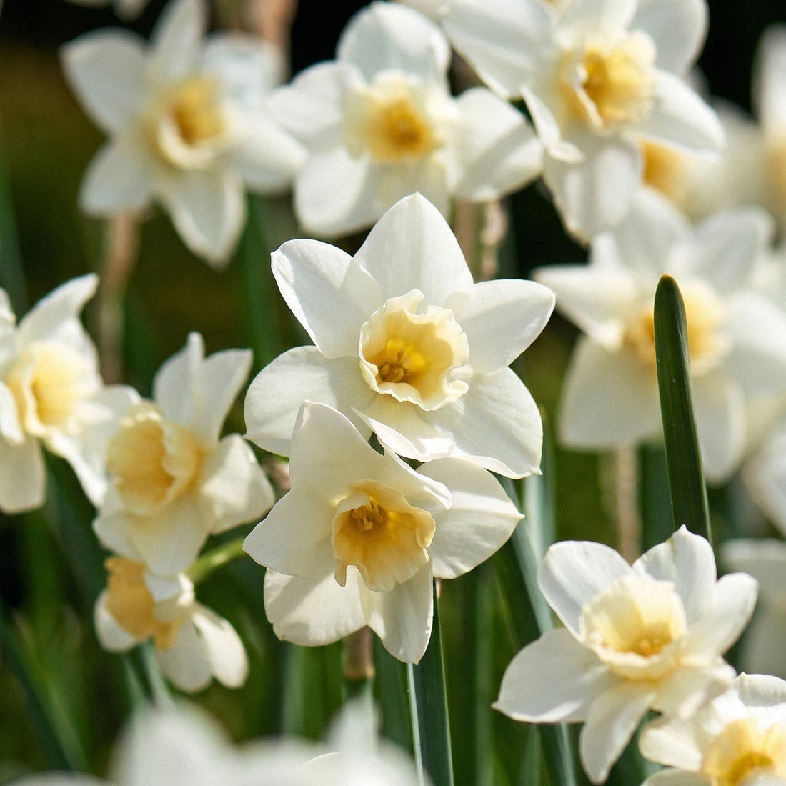 Jonquille, Narcissus 'Sweet Love'