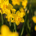 Jonquille, Narcissus 'Sweetness'