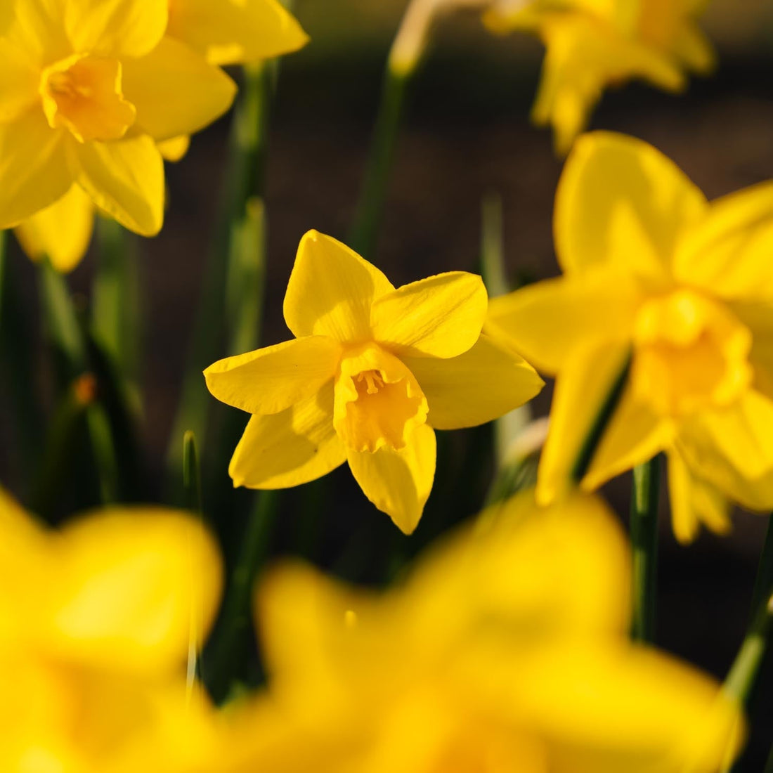 Jonquille, Narcissus 'Sweetness'
