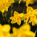Jonquille, Narcissus 'Sweetness'