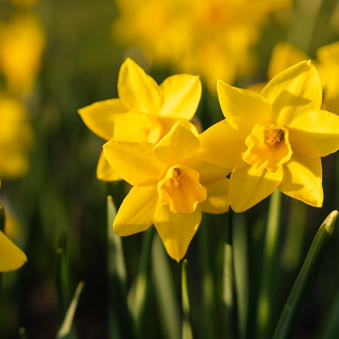 Jonquille, Narcissus 'Sweetness'