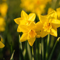 Jonquille, Narcissus 'Sweetness'