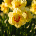 Jonquille, Narcissus 'Tahiti'