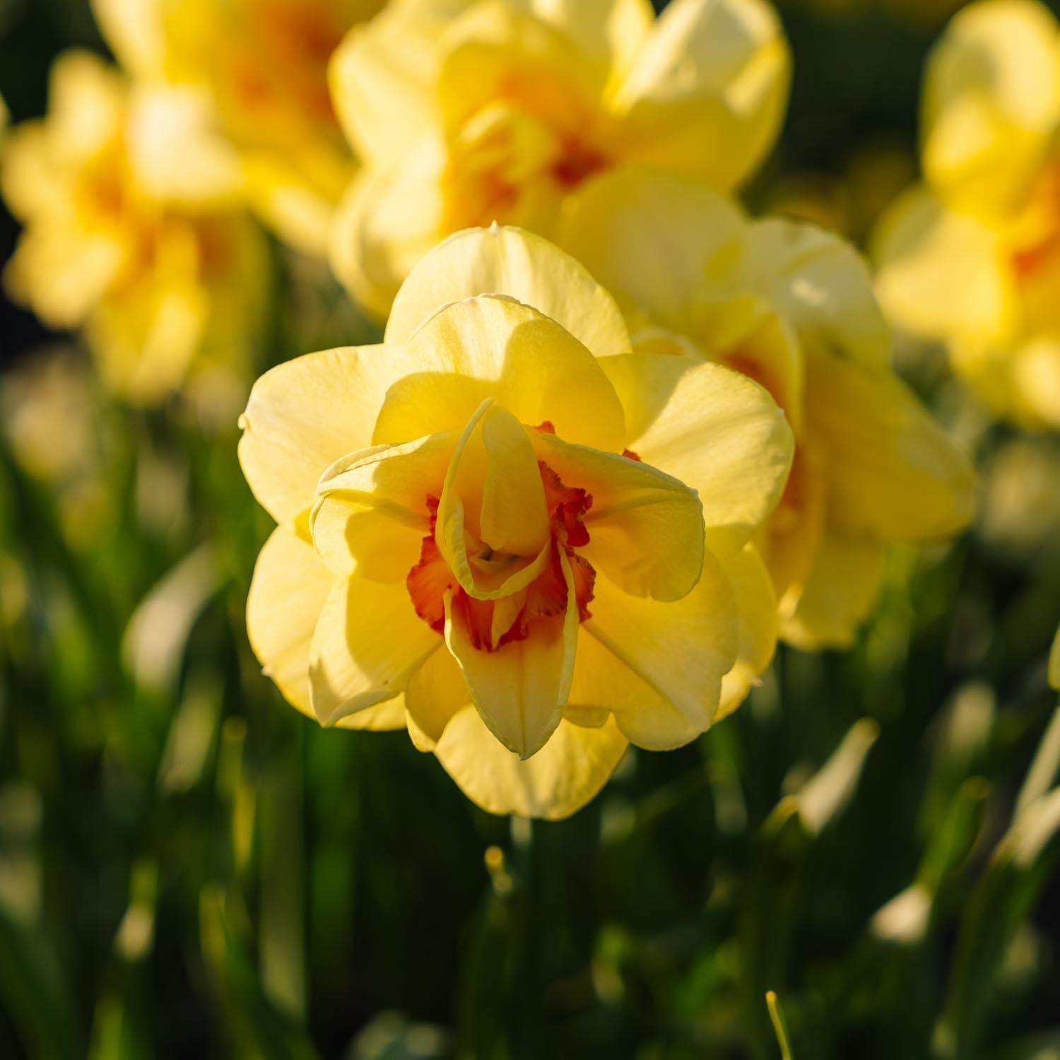 Jonquille, Narcissus 'Tahiti'
