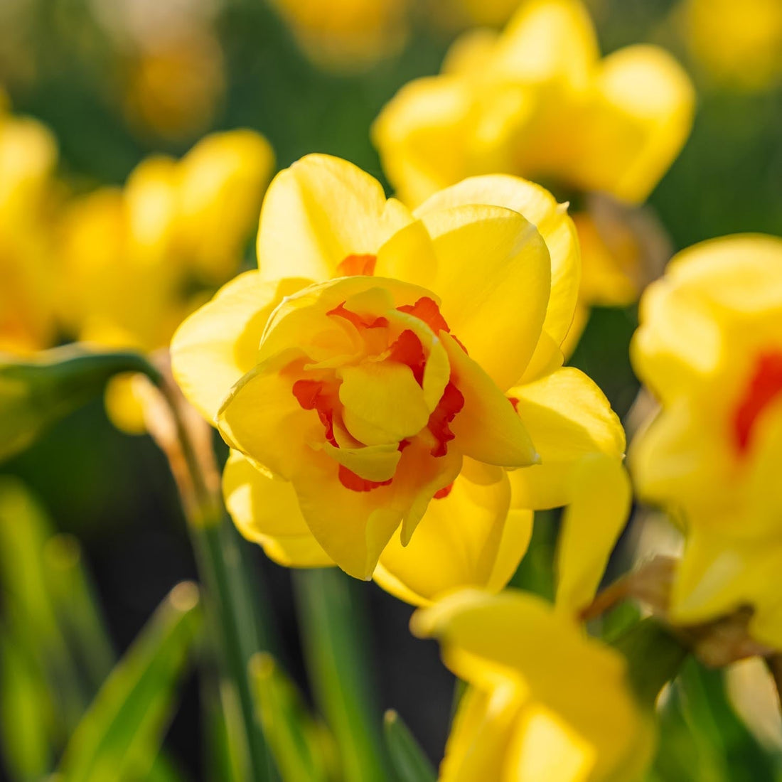 Jonquille, Narcissus 'Tahiti'