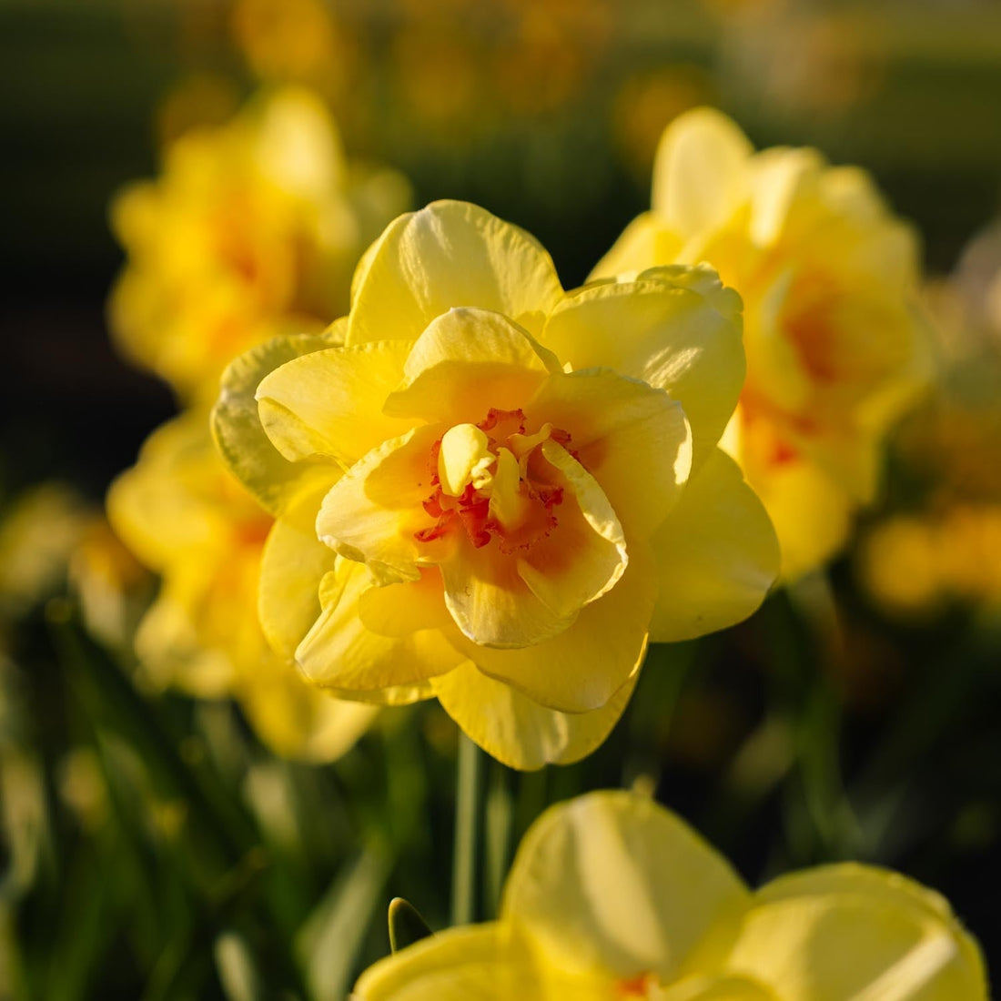 Jonquille, Narcissus 'Tahiti'