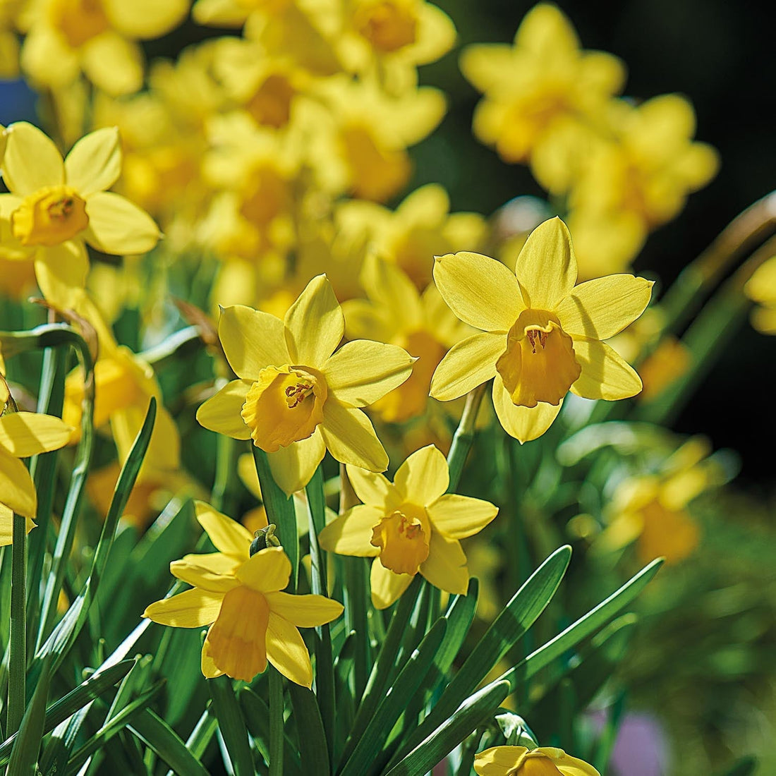 Jonquille, Narcissus 'Tete á Tete'