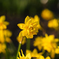 Jonquille, Narcissus 'Tete Boucle'