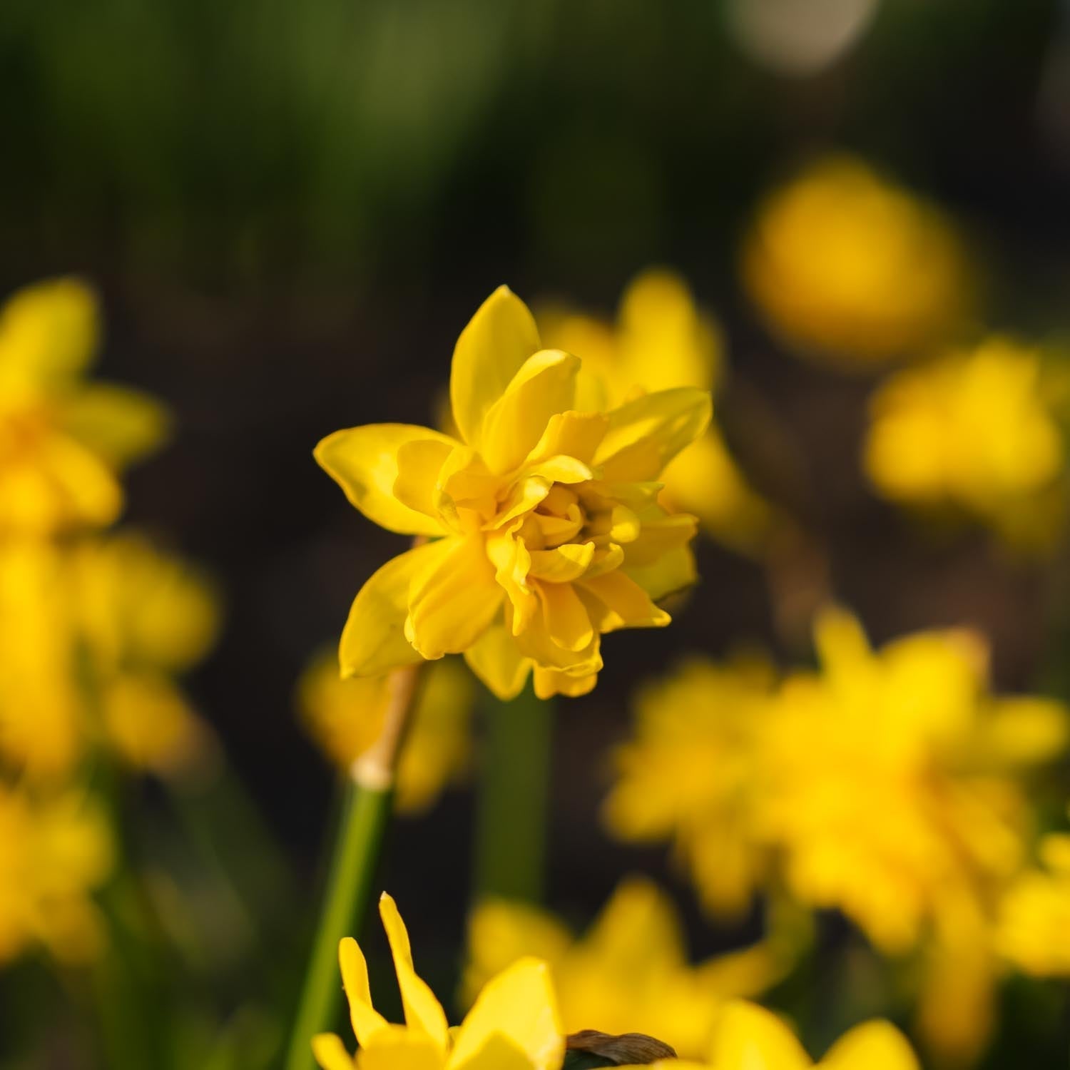 Jonquille, Narcissus 'Tete Boucle'