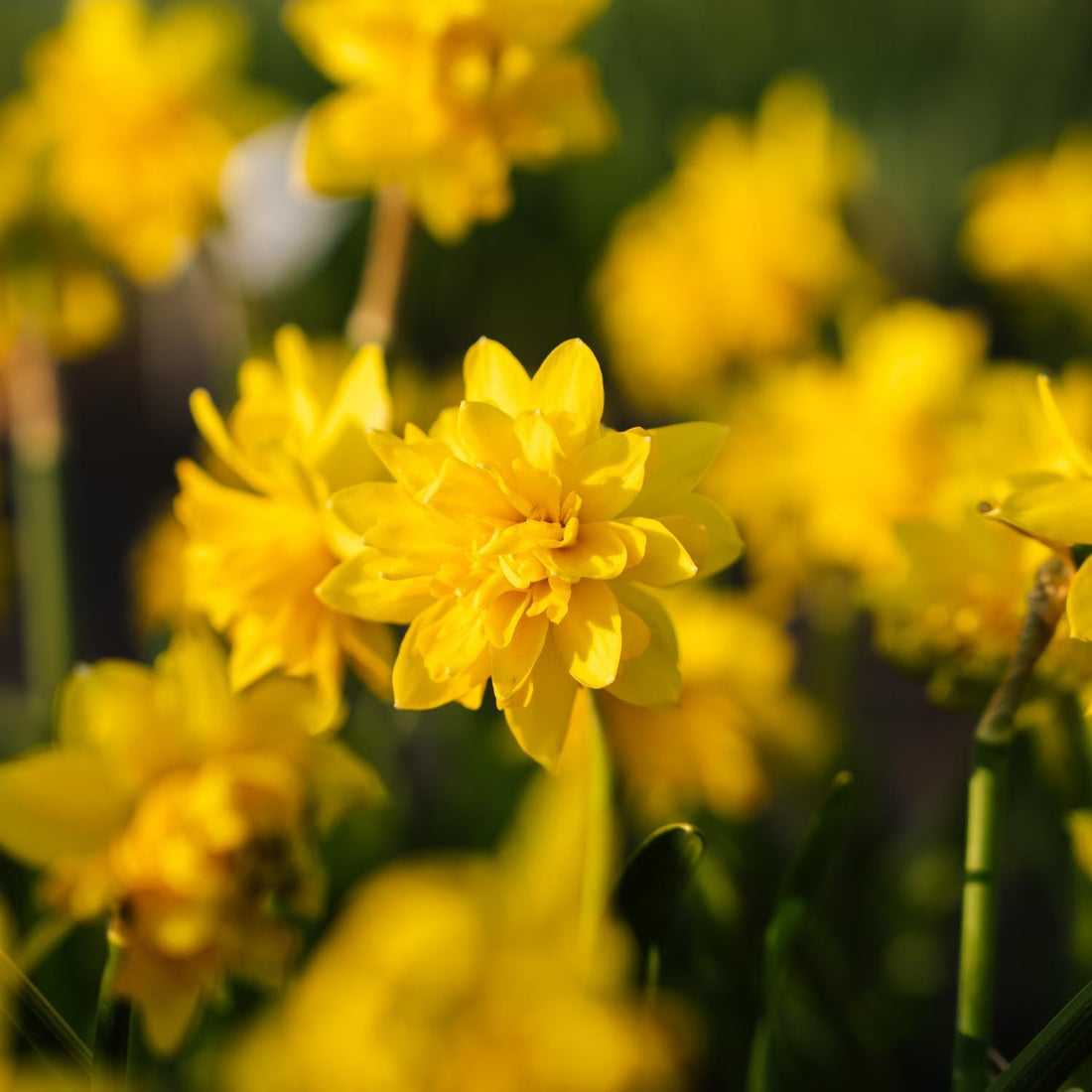 Jonquille, Narcissus 'Tete Boucle'