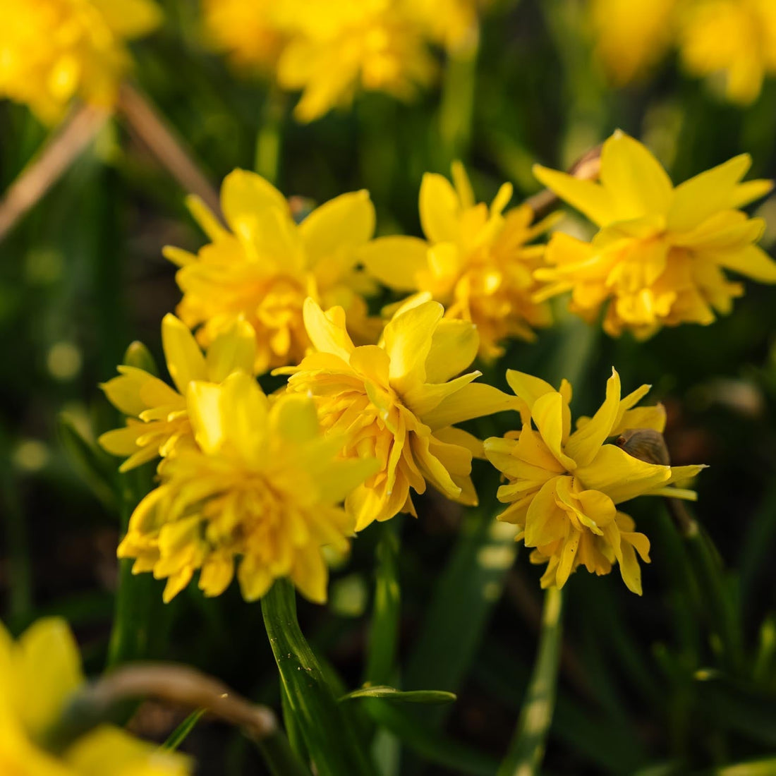 Jonquille, Narcissus 'Tete Boucle'