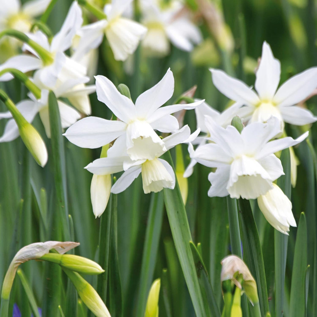 Jonquille, Narcissus 'Thalia'