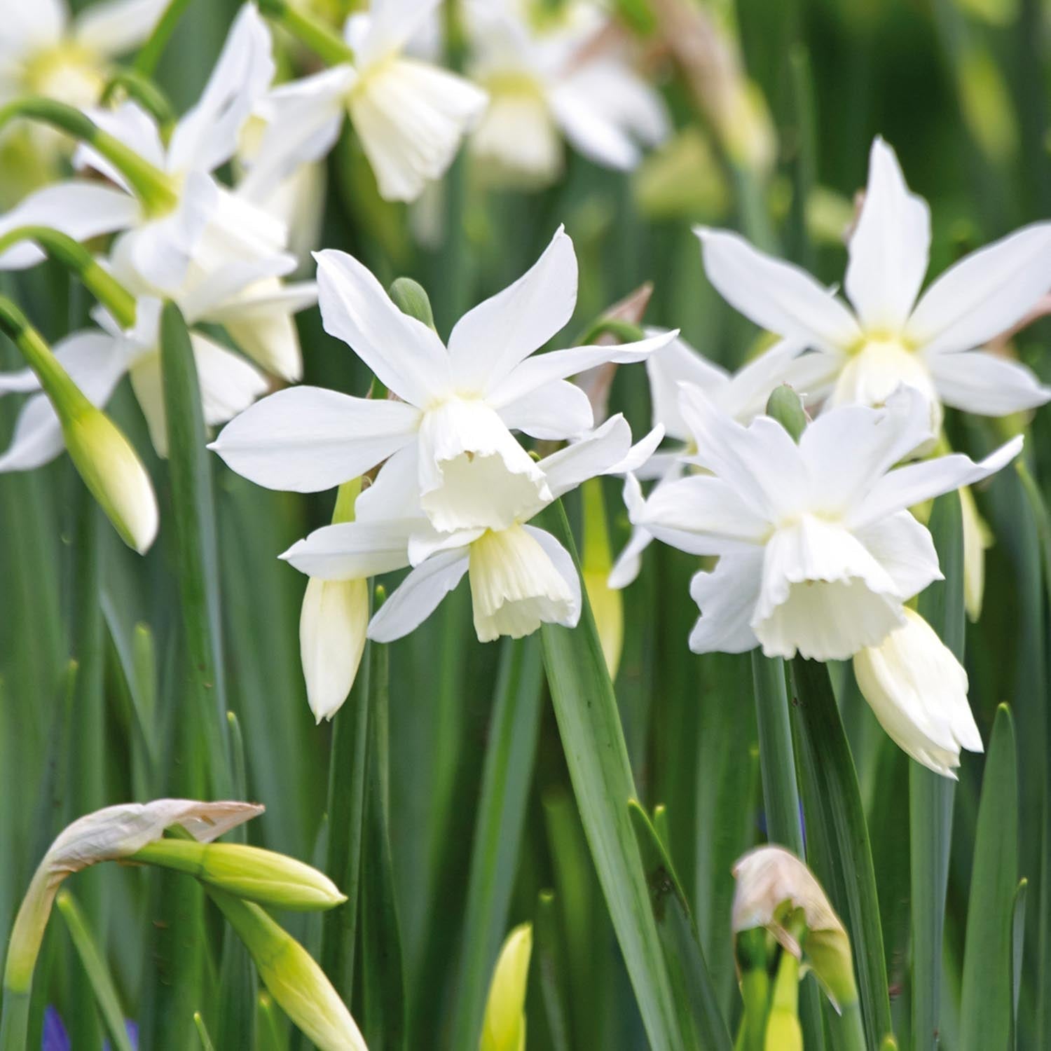 Jonquille, Narcissus 'Thalia'