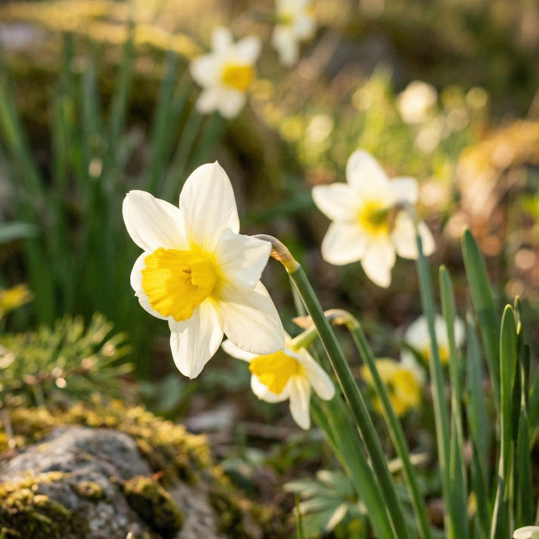 Jonquille, Narcissus 'Topolino'