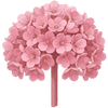 Bergenia racines nues