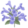 Nepeta racines nues