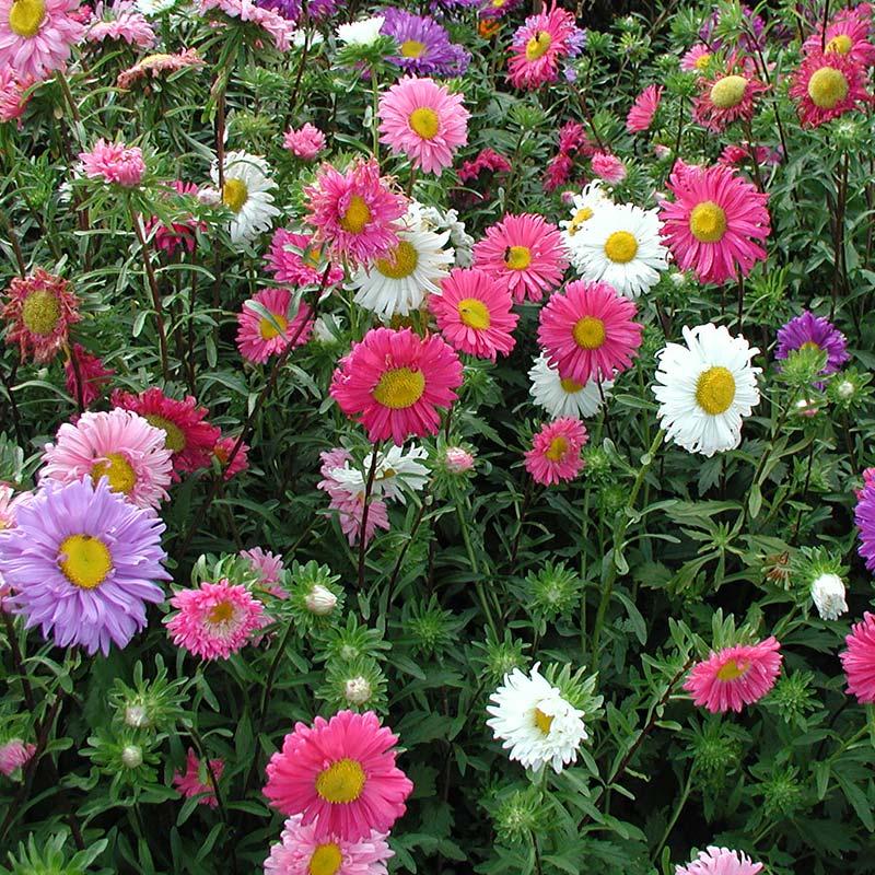 Kina Aster Frø 'Single - flowered' - 125 Økologiske Frø