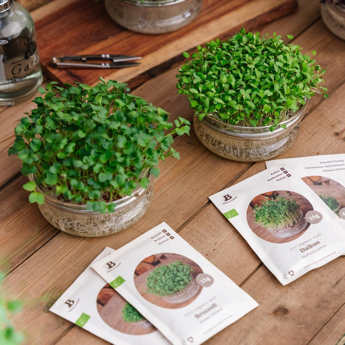Kit concours de micro - pousses avec coupelle de germination - 4 sachets de graines biologiques