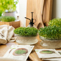 Kit concours de micro-pousses avec coupelle de germination - 4 sachets de graines biologiques
