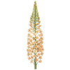 Eremurus racines nues / Lis des steppes