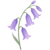 Jacinthe des bois bulbes / Hyacinthoides