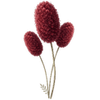 Sanguisorba racines nues