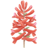 Corydalis tubercules