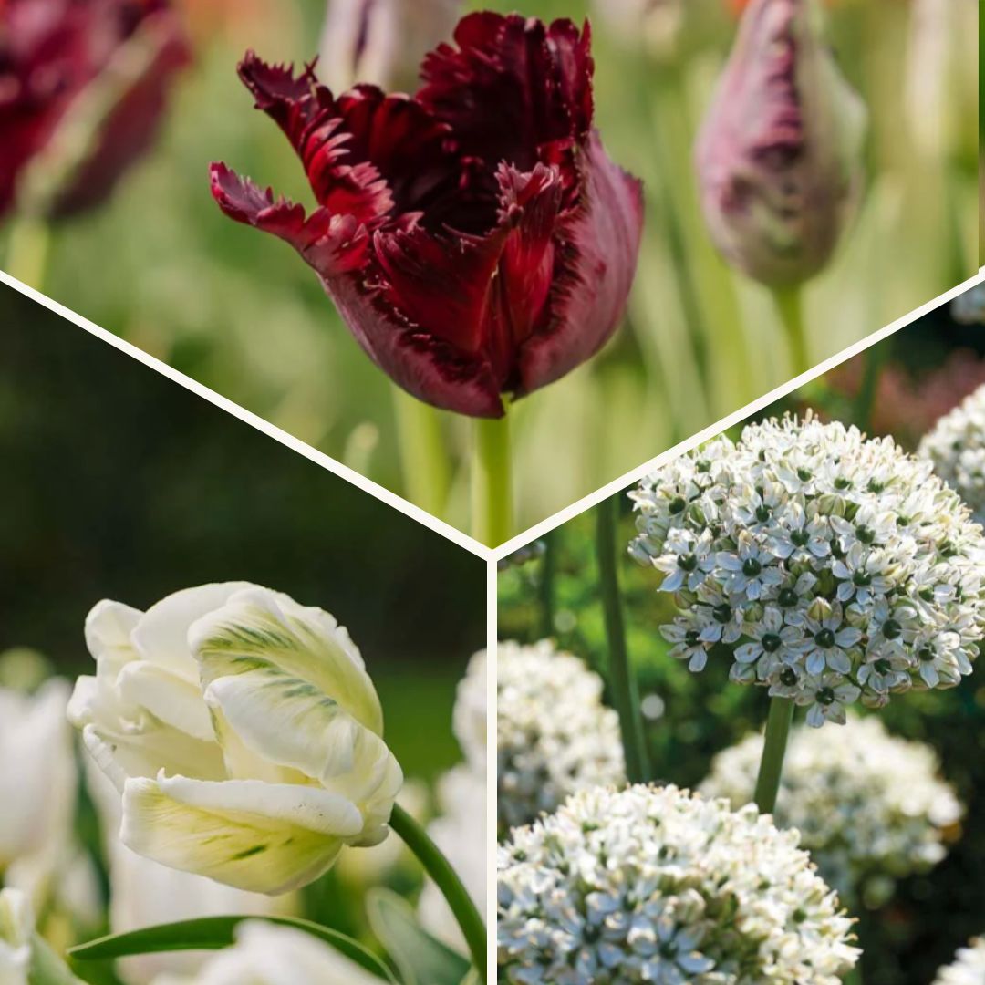 Lasagnes d'oignons 'Black & White Elegance'