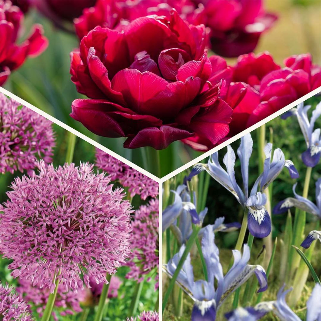 Lasagnes d'oignons 'Cotton Candy Mix'