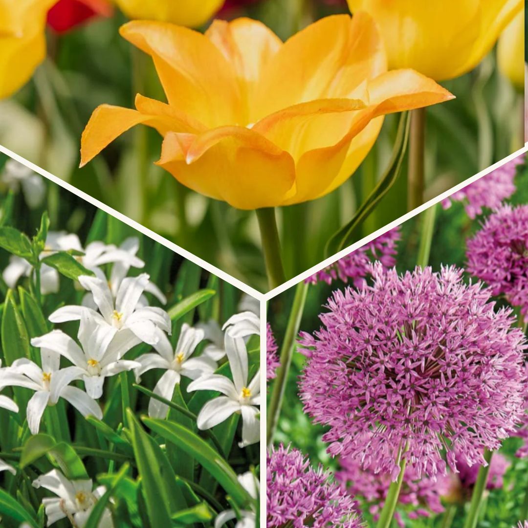 Lasagnes d'oignons 'Golden hour'