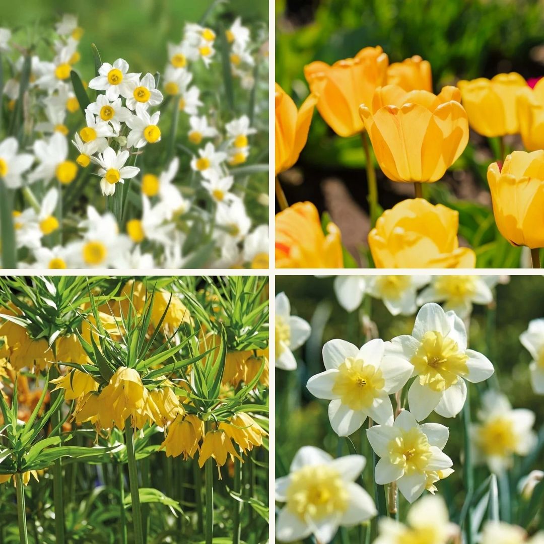 Lasagnes d'oignons 'Golden Spring'