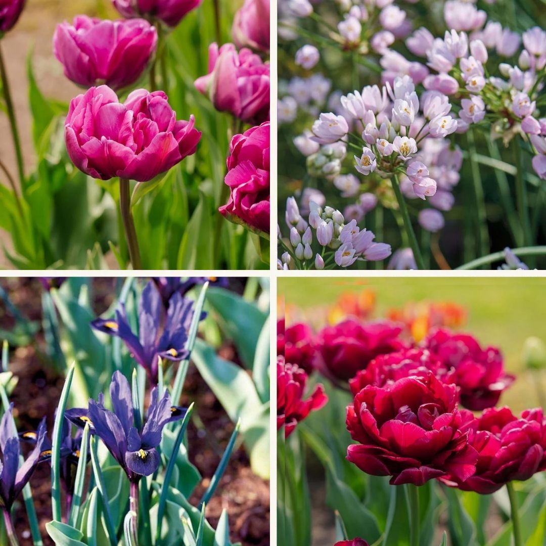 Lasagnes d'oignons 'Purple Dreams'