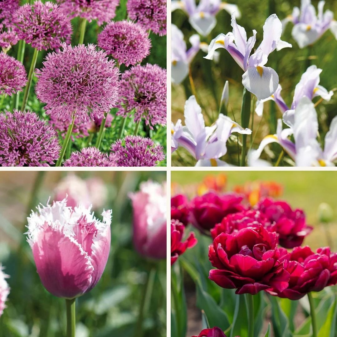 Lasagnes d'oignons 'Spring Sorbet'