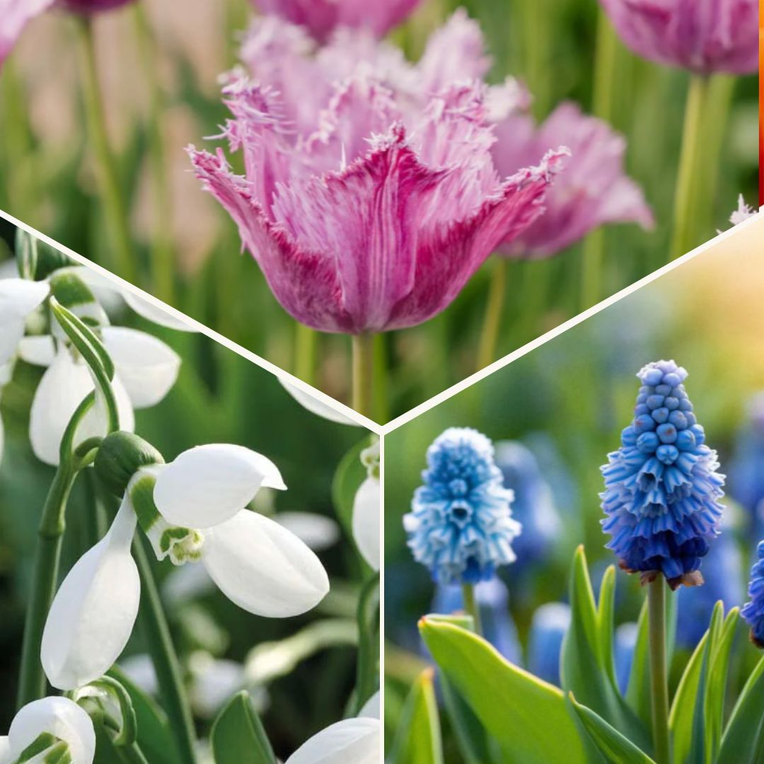 Lasagnes d'oignons 'Sunset Punch'