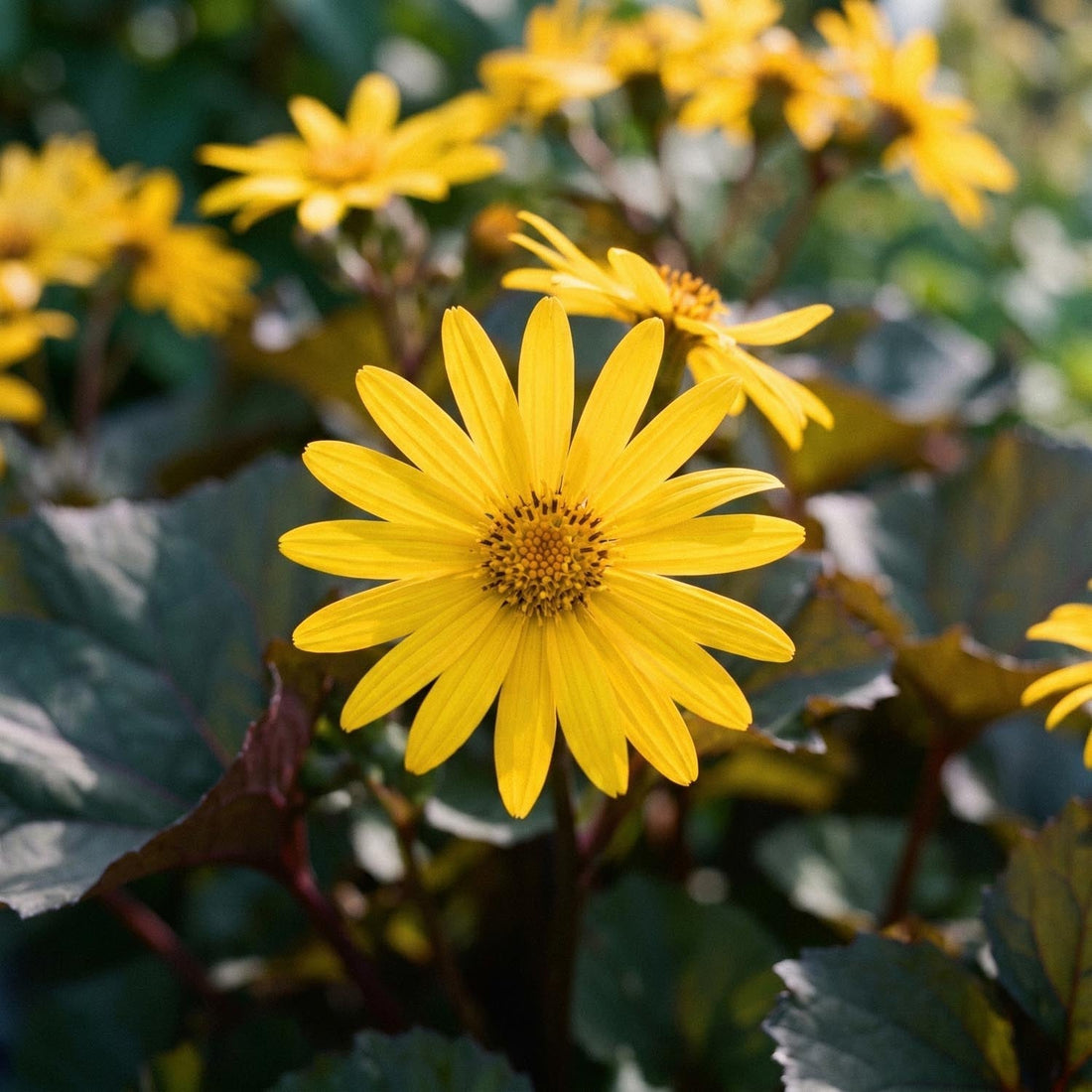 Ligulaire, Ligularia 'Britt - Marie Crawford'