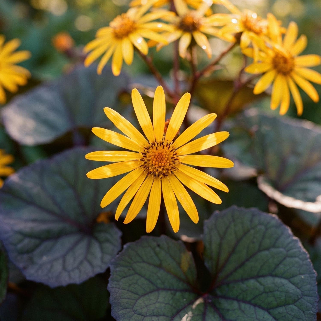 Ligulaire, Ligularia 'Desdemona'