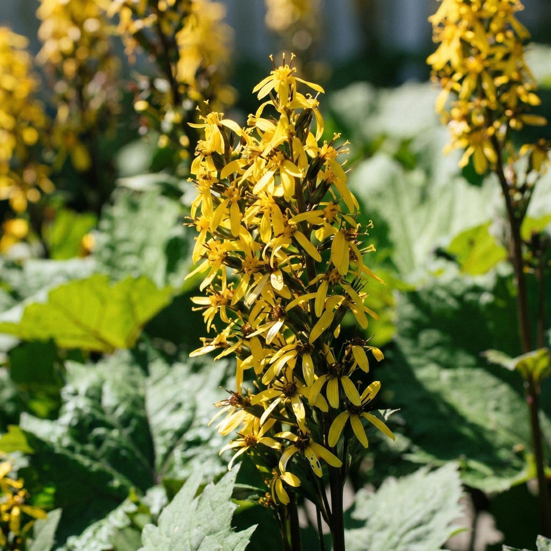 Ligulaire, Ligularia 'The Rocket'