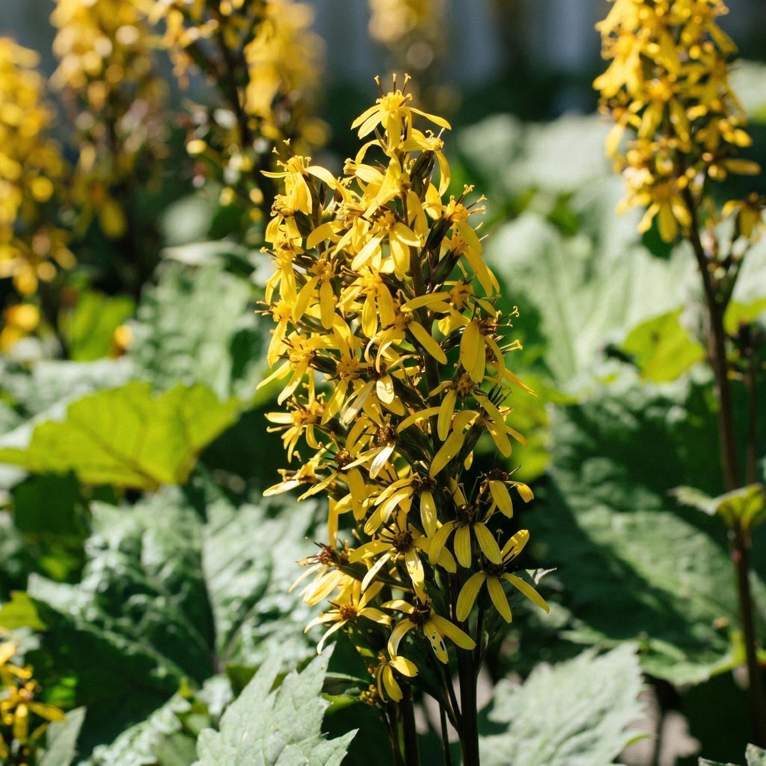 Ligulaire, Ligularia 'The Rocket'